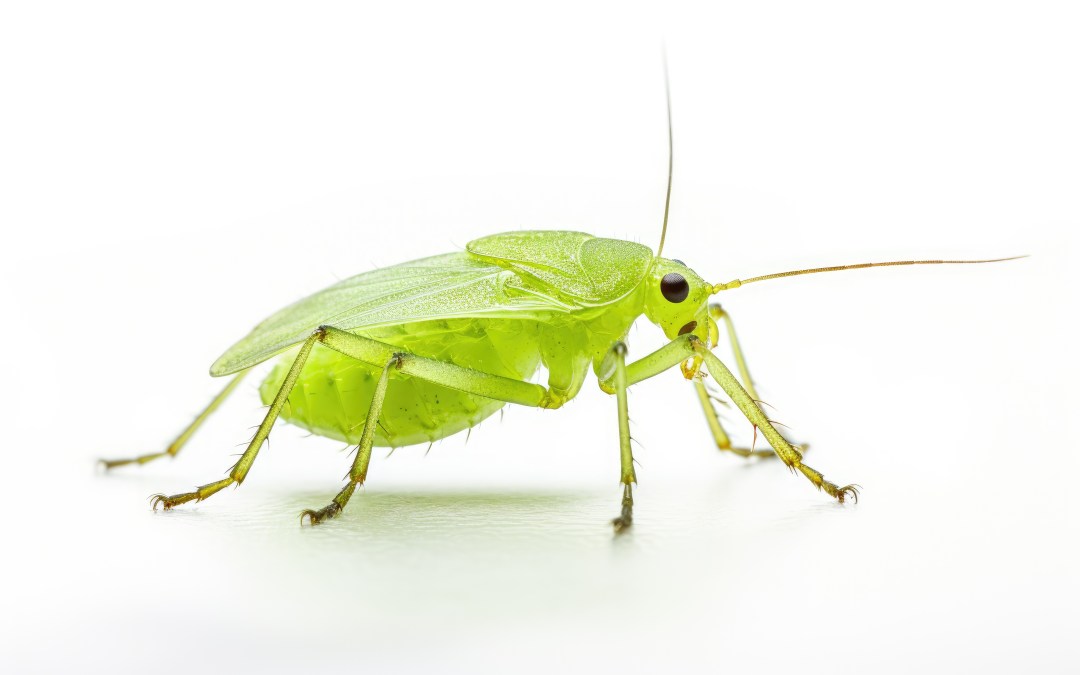 Aphid