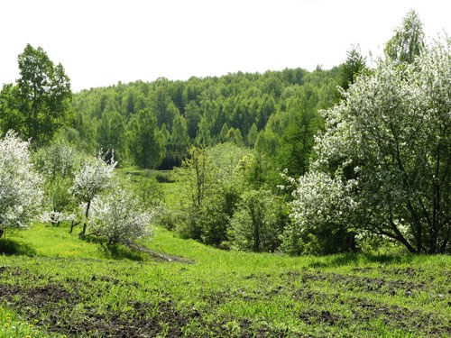 Кроме того, цветет в ботаническом саду бругмансия, или дурманное дерево. Botanicheskij Sad Tomsk