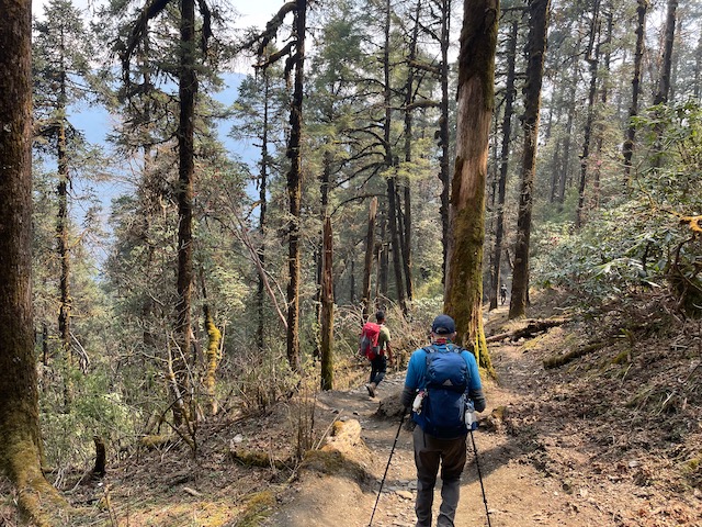 Lovely trekking through forests