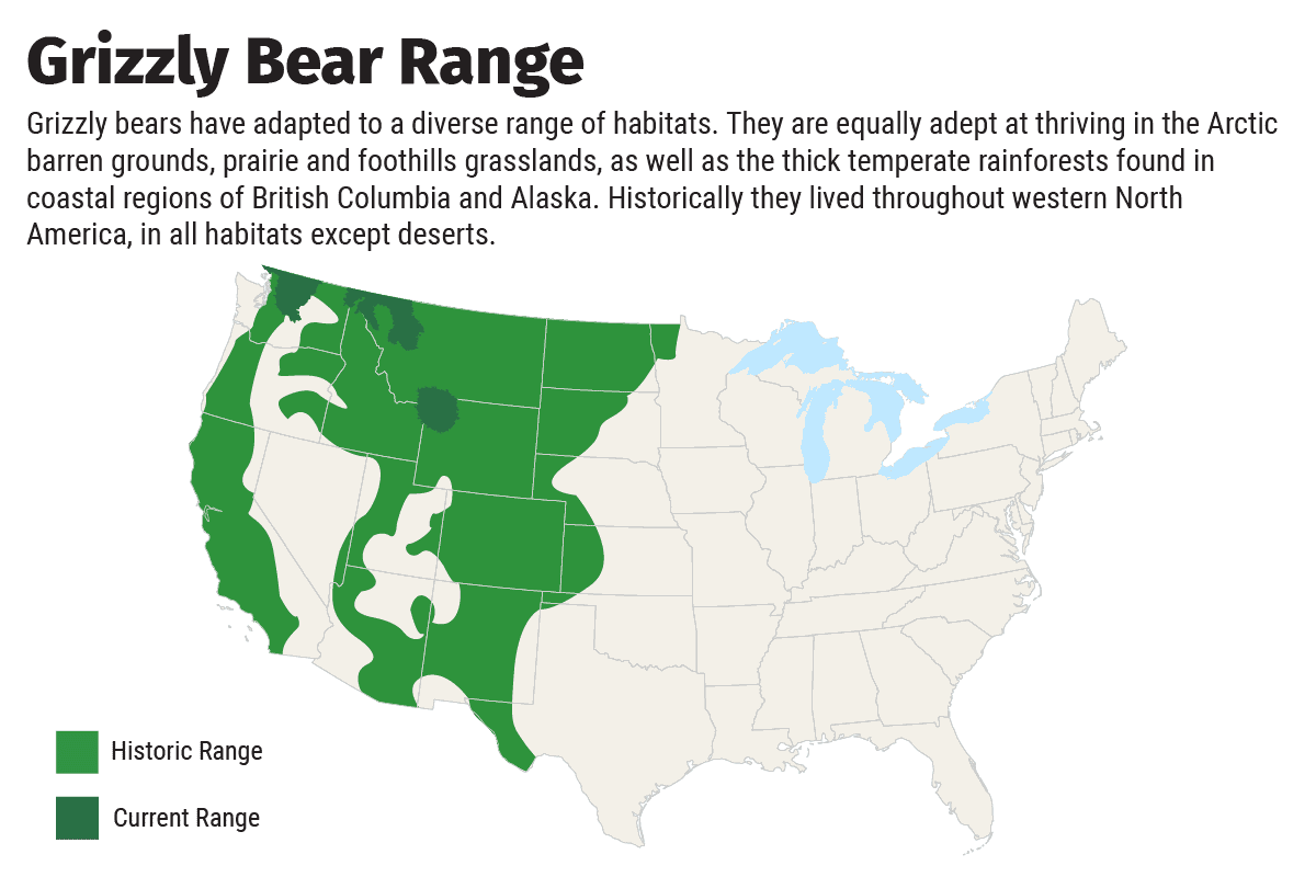 Bear Profile Project Coyote Grizzly Bear Range Map 