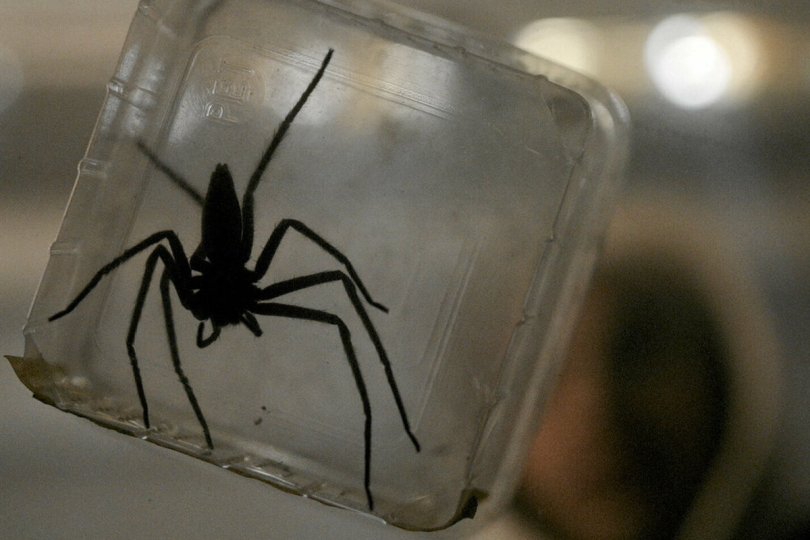 Infested