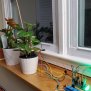 Indoor Plant Watering | Arduino Project Hub