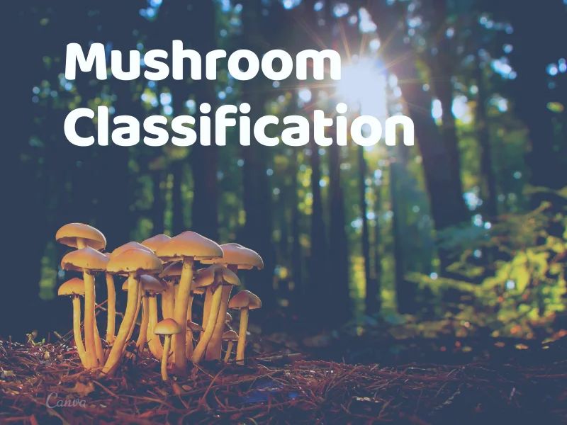 Chapter 16 Case Study Mushrooms Classification Machine Learning With R - Modern Colorful Art - Full HD