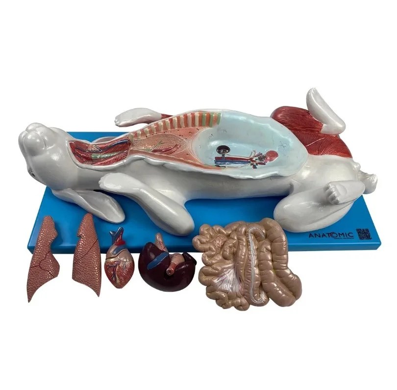 Modelo Da Anatomia Do Coelho Em Placa Prolab