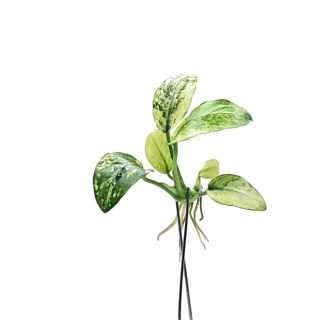 ANUBIAS NANA PINTO ( NO.3 ) - SUBMERGED