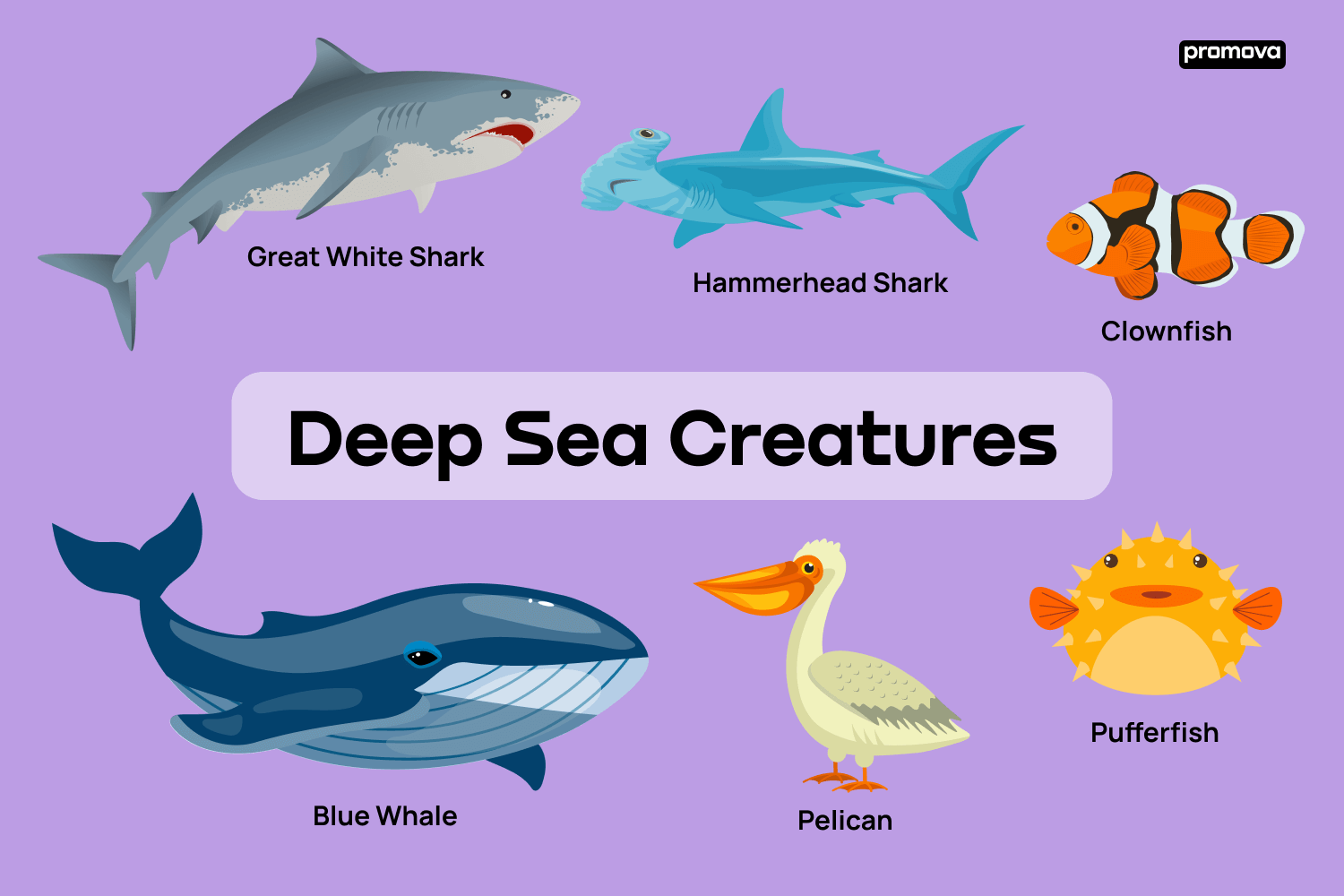 Types of ocean animals layers of the ocean deep sea creatures on sea