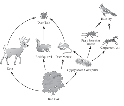 Lab Bio 1 - Ecology Quiz - ProProfs Quiz