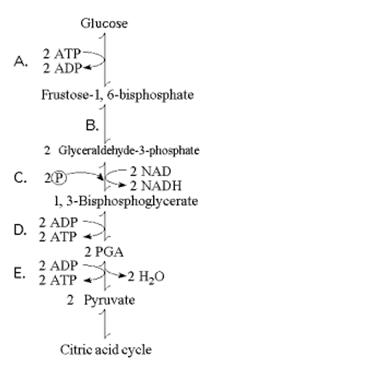 Chapter 9 Test - AP Biology - ProProfs Quiz