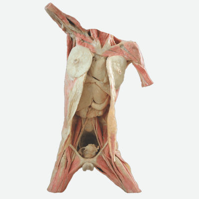 The major muscle in the chest is the pectoralis major. 08 Body Trunk Prosections