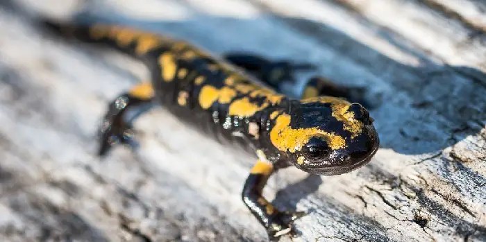 Marbled Salamander For Sale Salamander Amphibians Reptiles The spicy mixture will repel the wall-crawlers and they will flee your house.