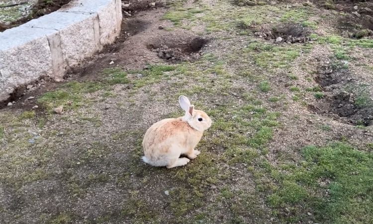 20 pros and cons of animal testing