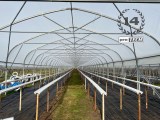 Strawberries Gutter Tabletops By Protech Future Protech Future