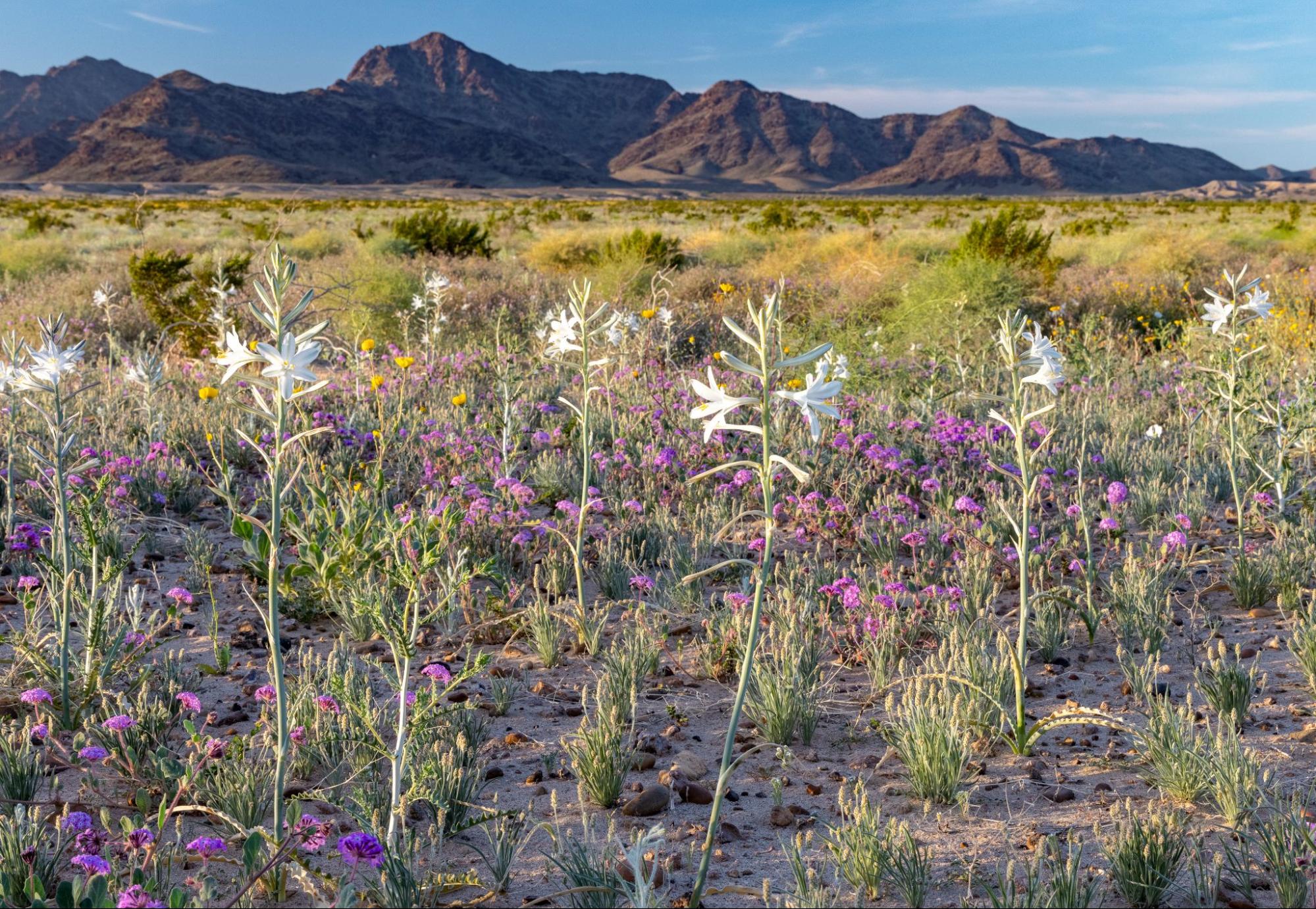 Experience the Wildflowers and Native Species of the Proposed