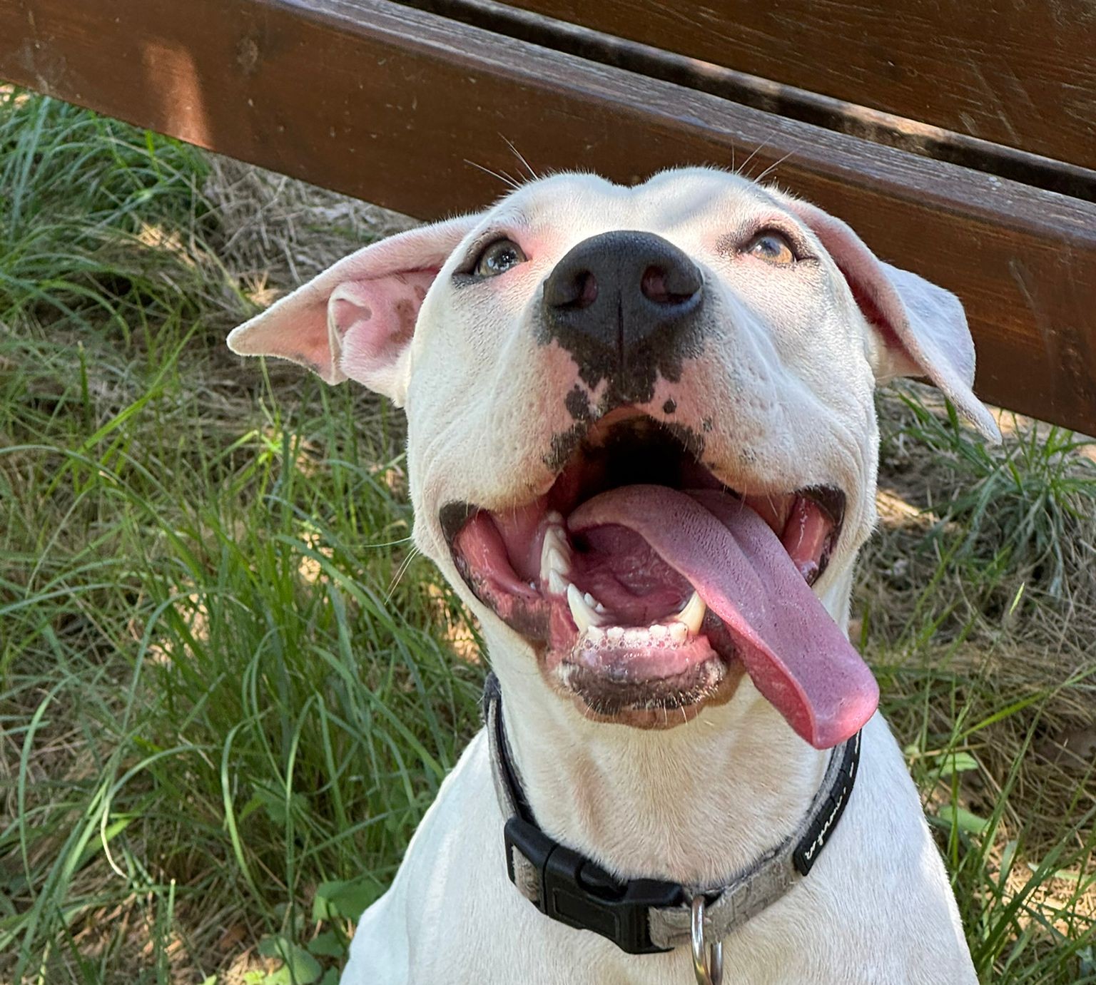CASANDRA – Senzillament, és un amor 🐾❤️