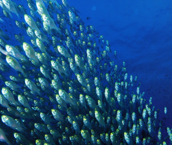 glass_fish
