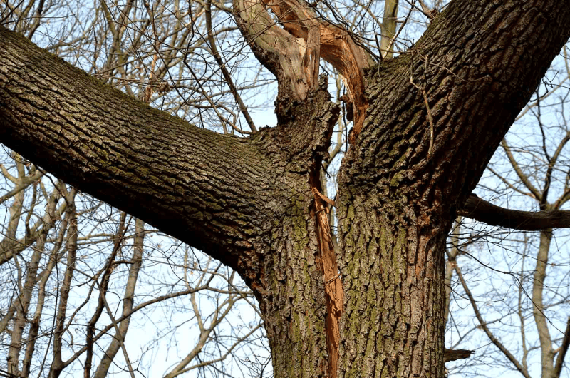 Tree trunk with a dangerous split, one of the signs a tree is going to fall