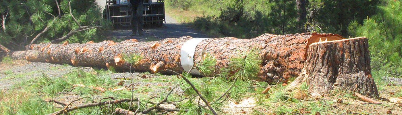 PRO TREE CARE LLC logo