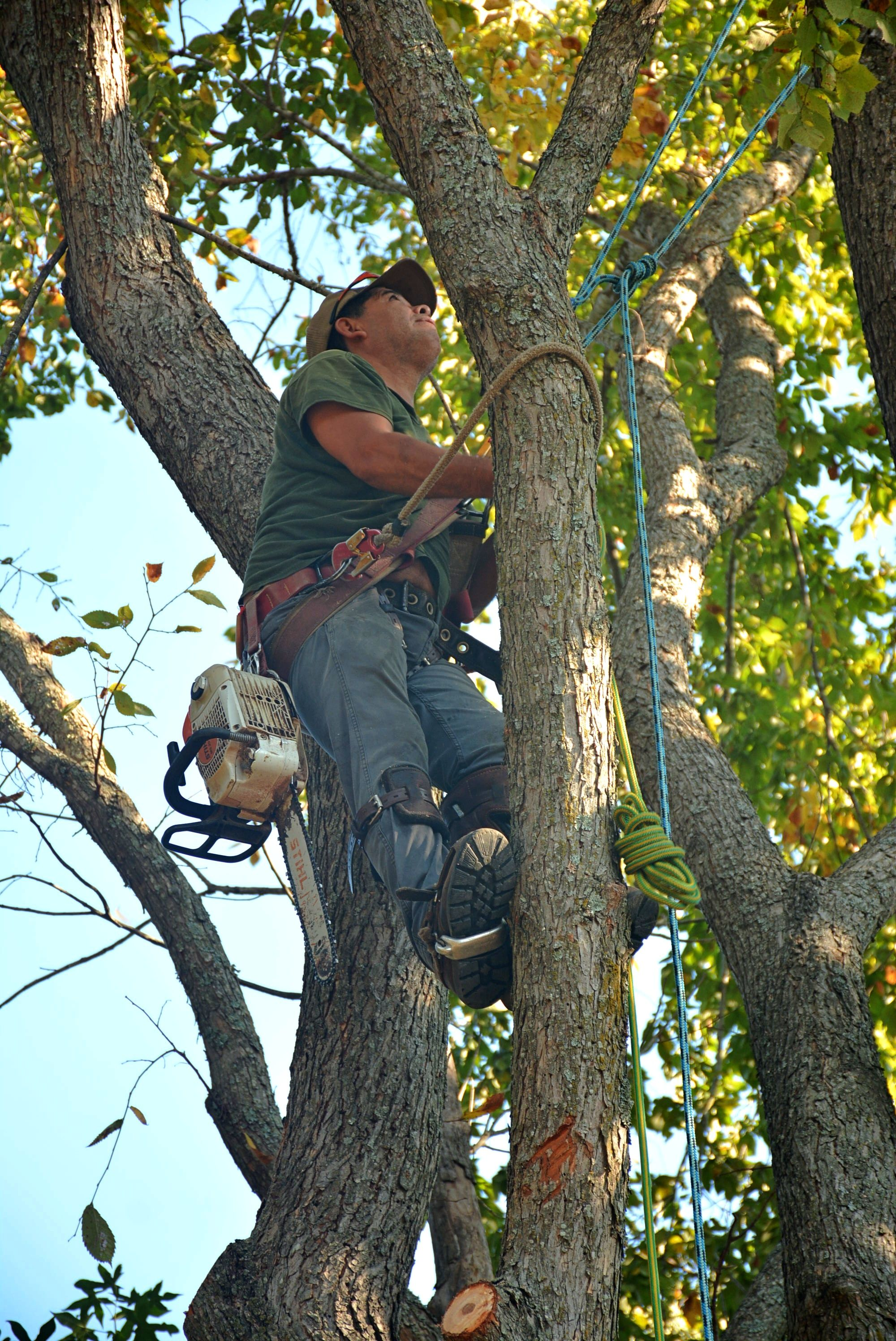 Arborist trimming a tree from a harness