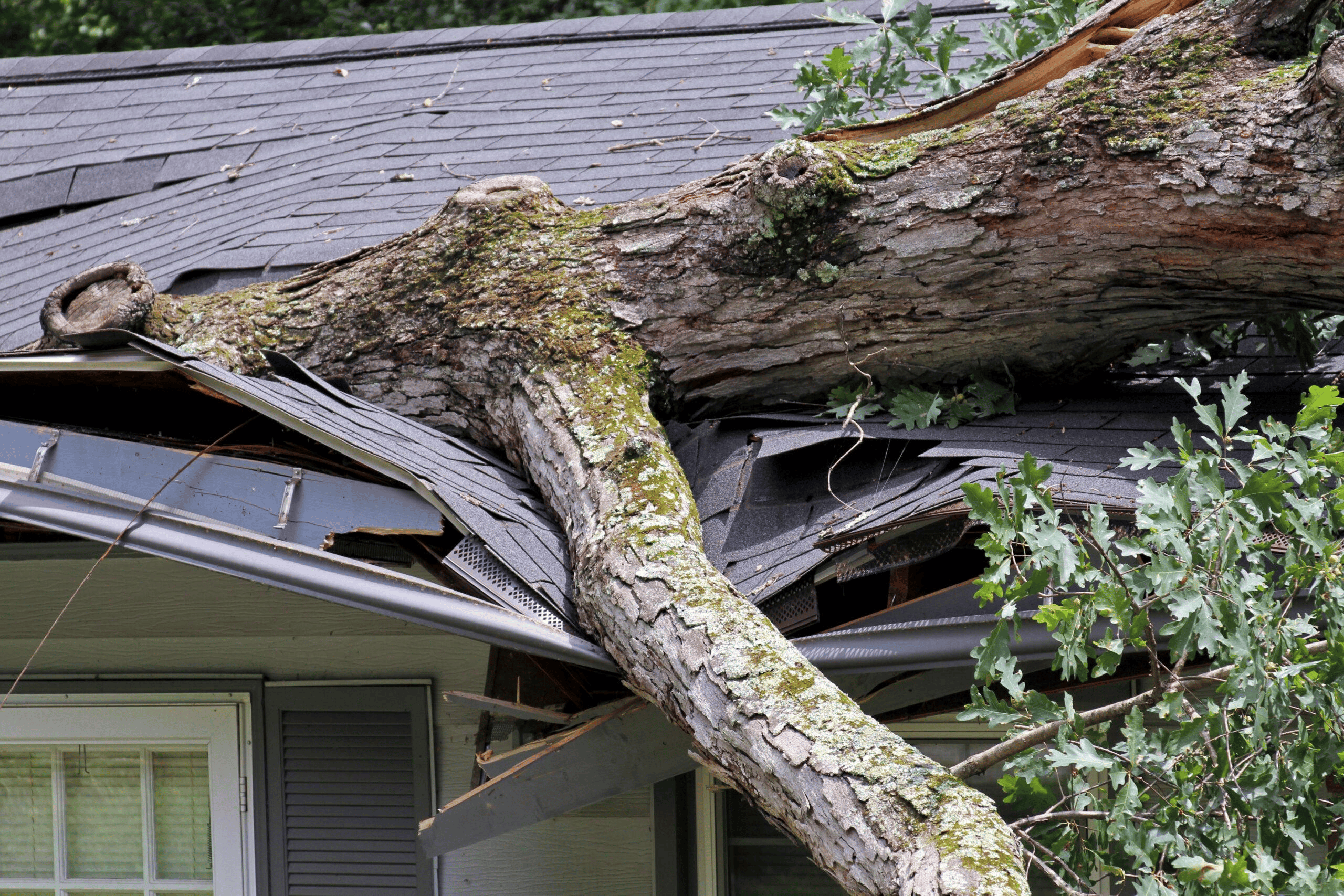 A tree resting on top of roof, requiring emergency response