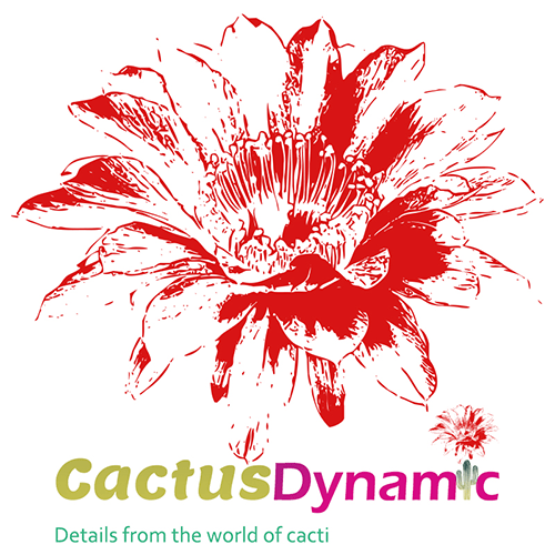 CatusDynamic logo