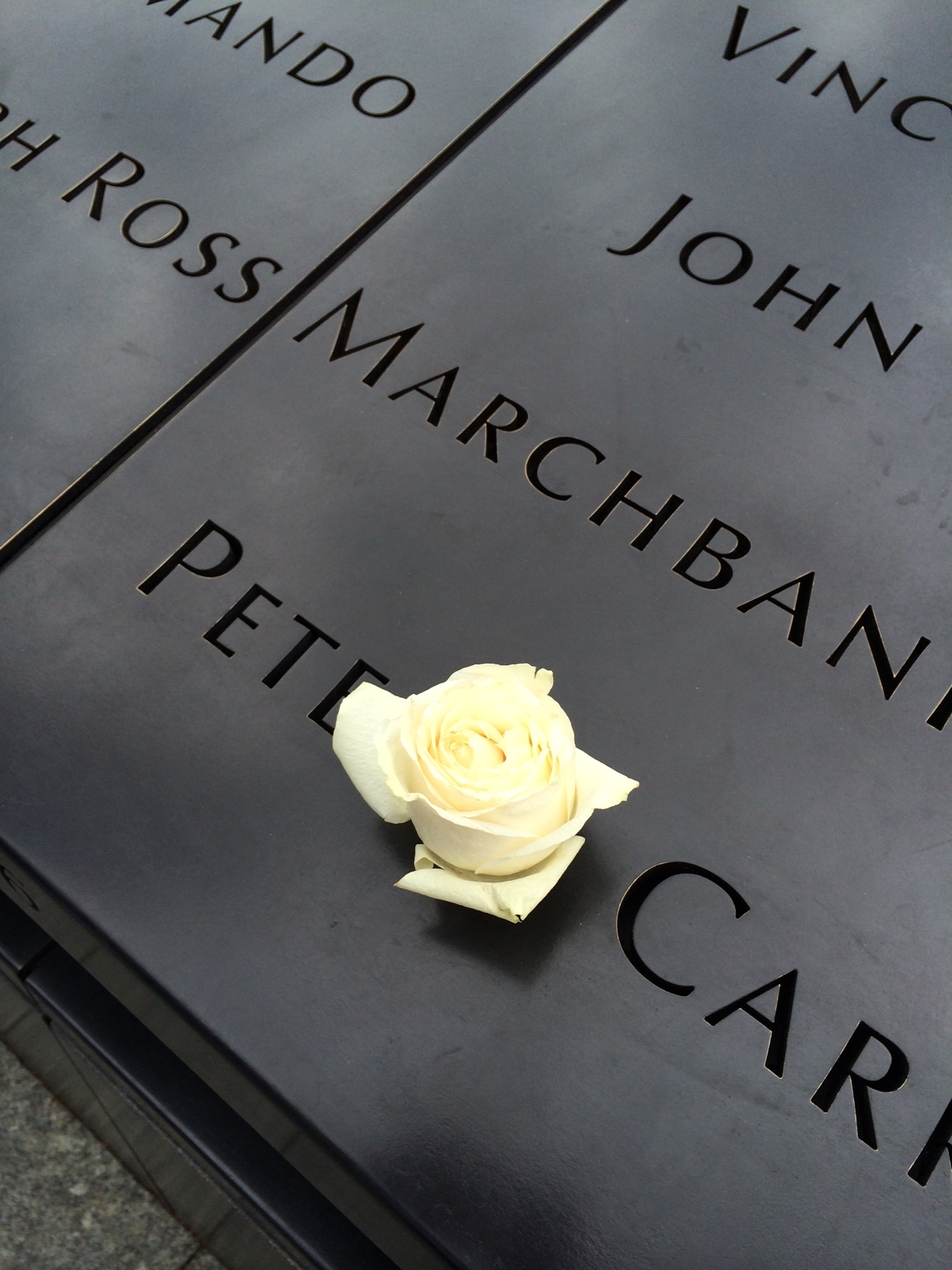 911_Rose