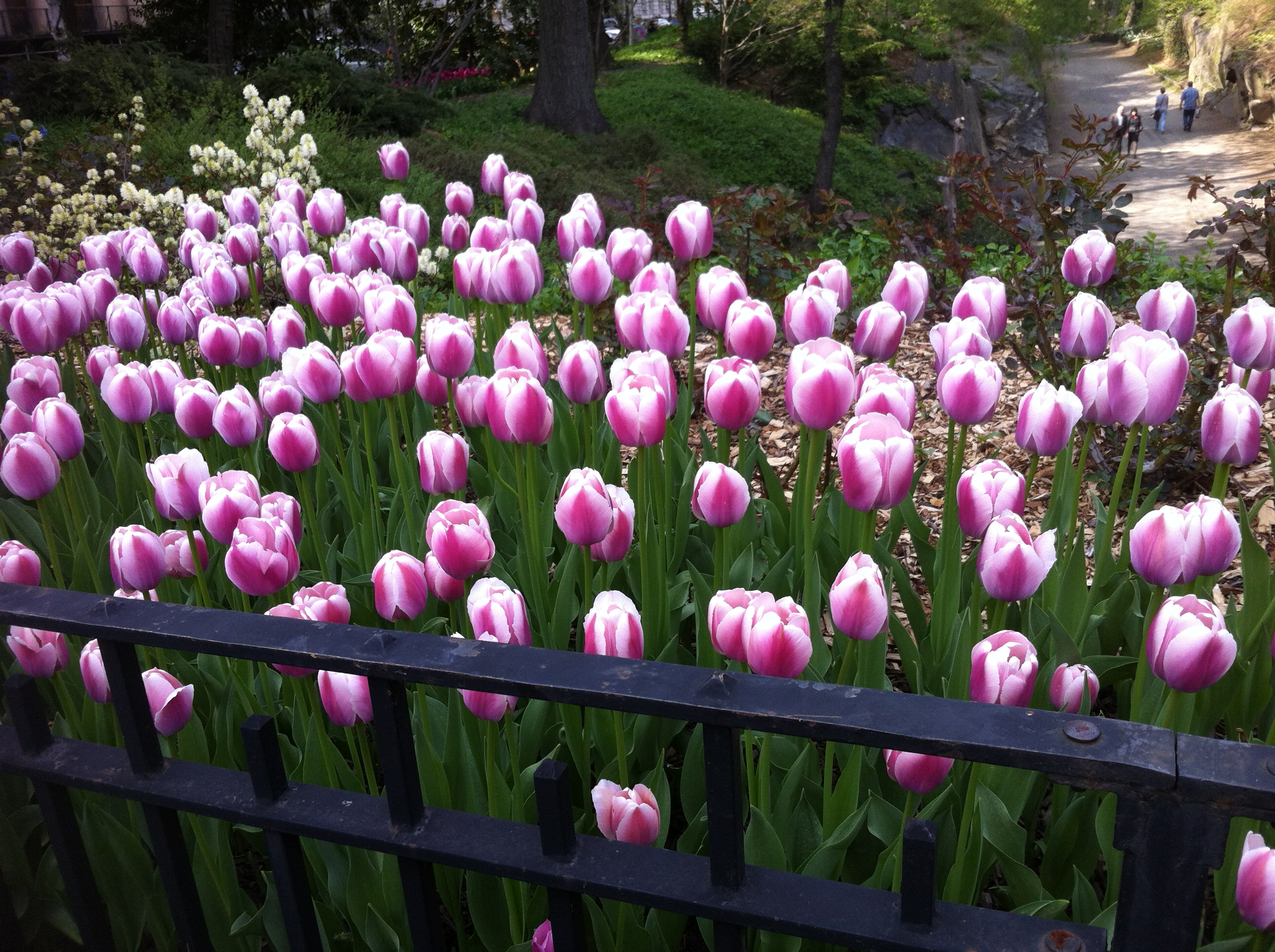 Tulips_ShelbyFultz