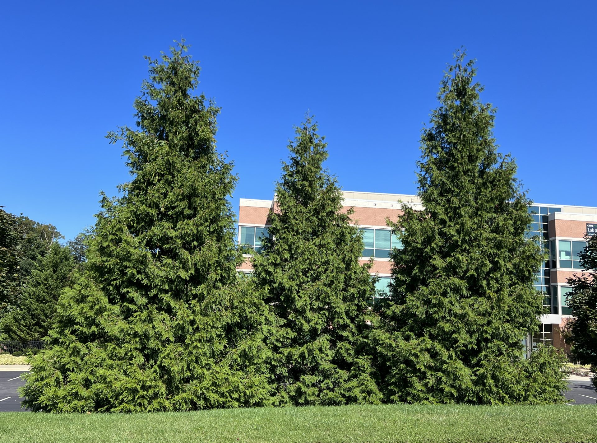 EVERGREEN 486 UPGRADE 未開封 動作未確認 The Green Giant Arborvitae: Excellent Choice for Privacy Screening