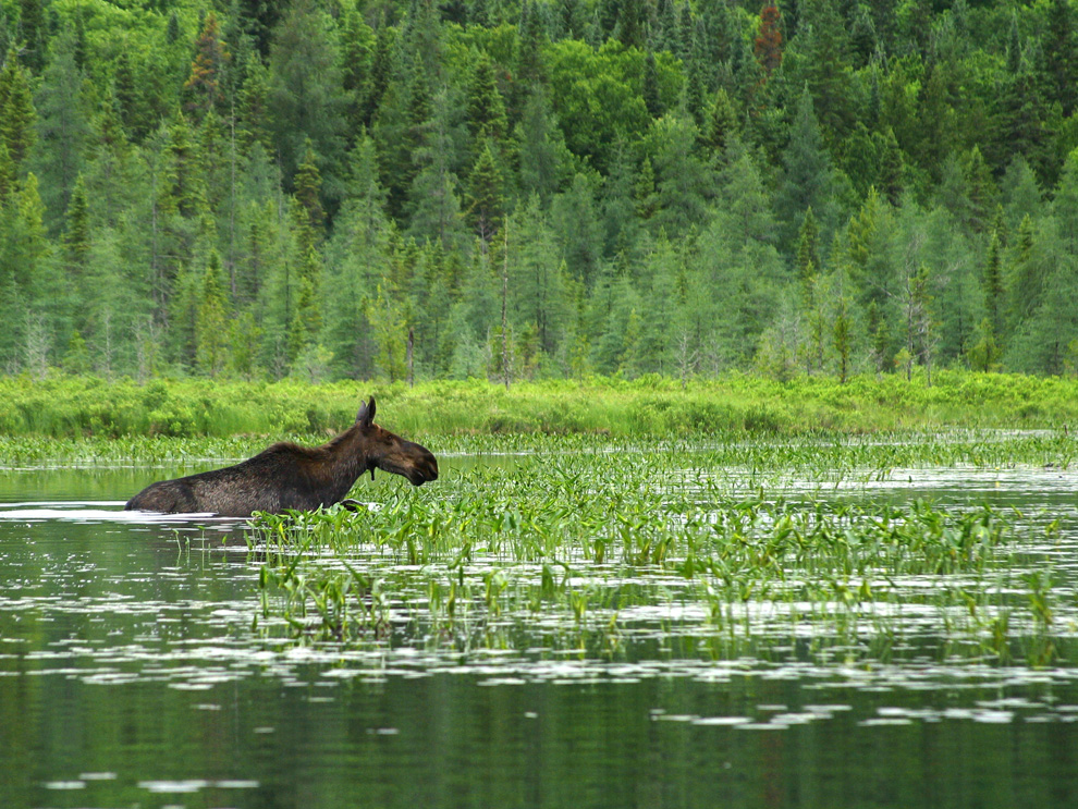 The Impact of Wetland Loss in the USA and Strategies for Restoration