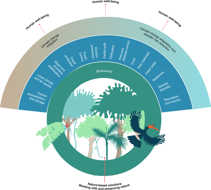 Harnessing Nature’s Power: Using Nature-Based Solutions for Climate Action