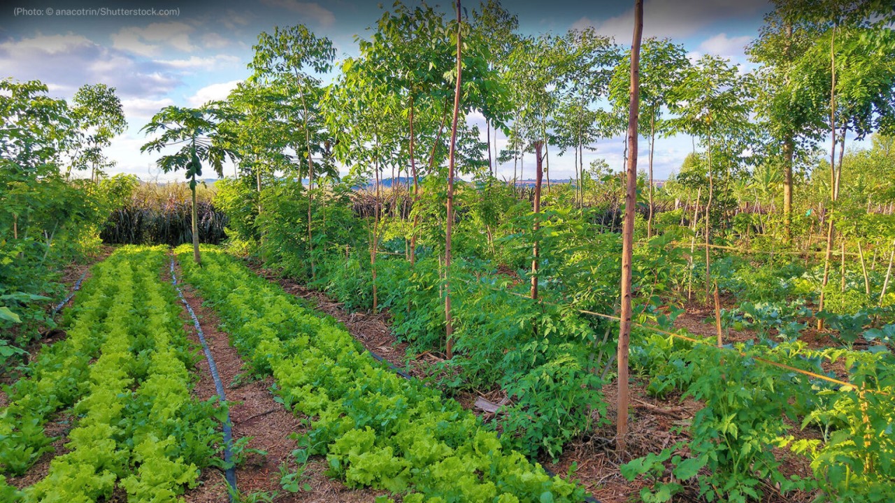 Agroforestry: Understanding Its Principles and Importance for Sustainable Agriculture
