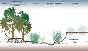 The Essential Role of Riparian Zones in Ecosystem and Biodiversity Conservation
