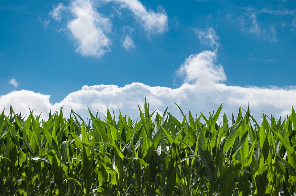 Formazione Psr: Al Via Un Corso In Sei Giornate Sul Biogas - Psr Veneto 2014-2020 637_x_960_jpg