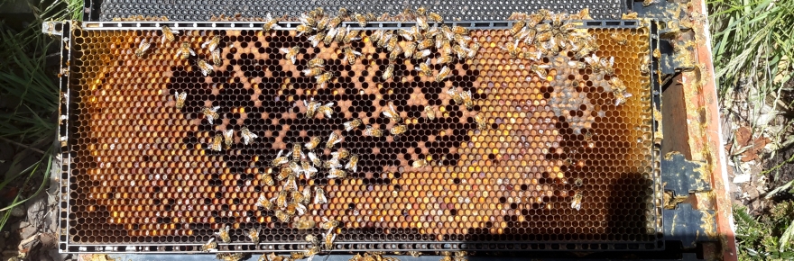 WRUP: Beekeeping strategies edition