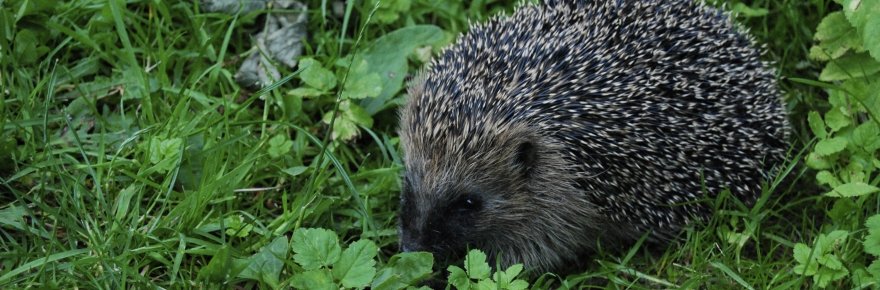 WRUP: Ring of Hedgehog Defense edition