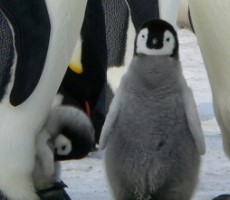 Linux Technical Advisory Board Issues Findings After UMN’s Controversial Kernel Deception