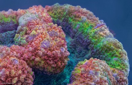 coral rainbow reef macro lobophyllia ultra fluorescent bending corals mind daniel stupin microphotography blowing psychedelic shots under