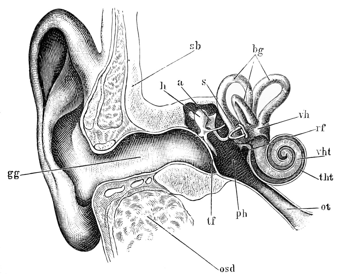Hearing Psynso Hearing Psynso