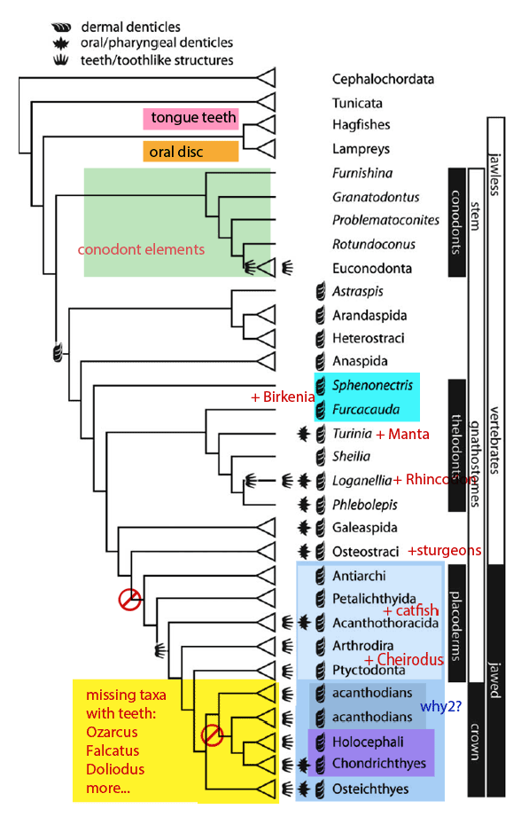 The Origin Of Teeth: Donoghue And Rücklin 2014 | The Pterosaur Heresies The Origin Of Teeth: Donoghue And Rücklin 2014 | The Pterosaur Heresies