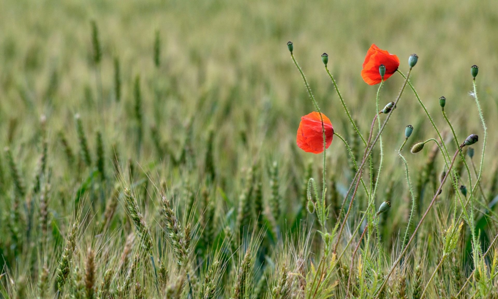 Coquelicots