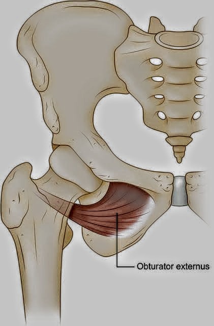 Obturator Externus Muscle - PT Master Guide