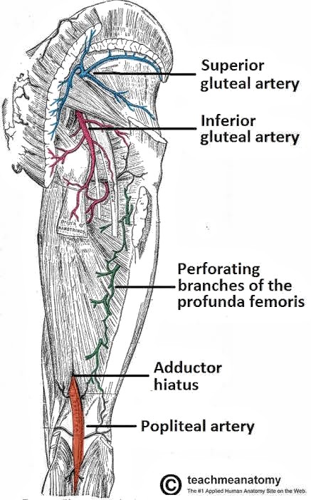 Inferior gluteal artery - PT Master Guide