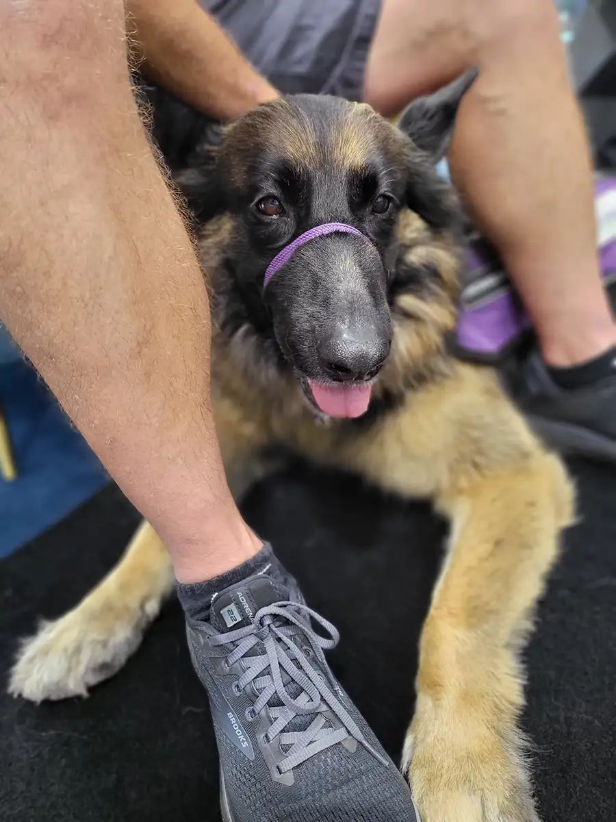 PTSD Dogs Australia has extended the Train Your Own program to members of the public, not just Veterans and 000 First Responders, subject to suitability and prerequisites.