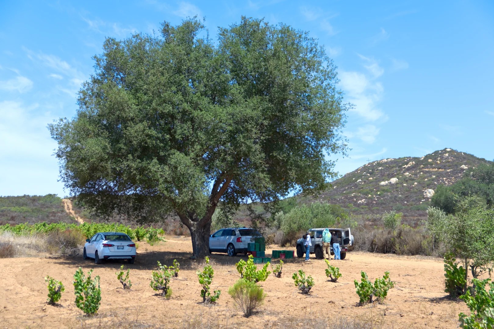 Árbol de Encino