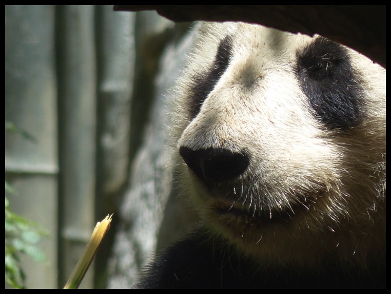 Sajith Jayasinghe - Premium Sunset Photo Gallery - Mobile