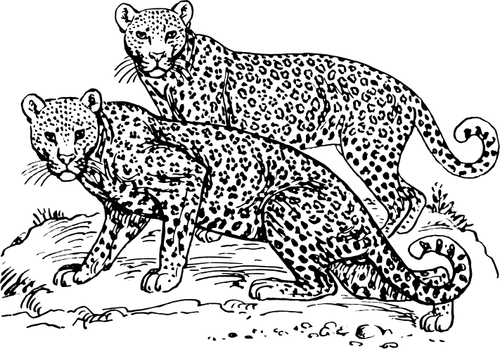 Leopard High Res Stock Images Shutterstock