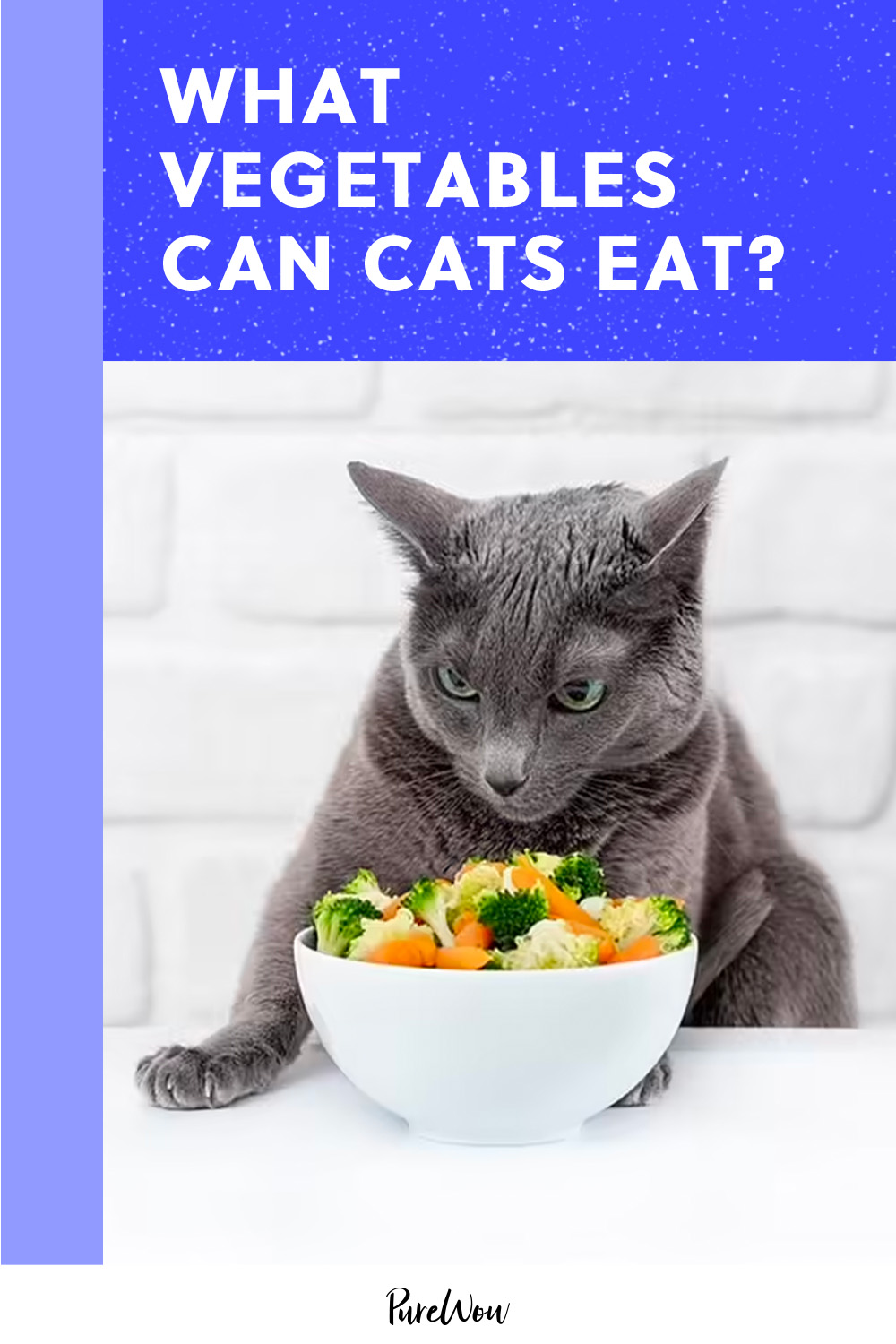Can dogs and cats eat celery