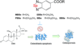Selenadiazole Derivatives Antagonize Glucocorticoid Induced