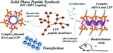 A Novel Peptide Dendrimer Ltp Efficiently Facilitates