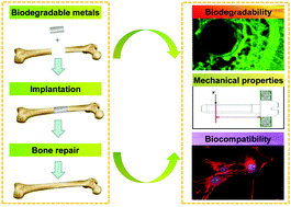 Au moment où la communauté du tennis s'inquiète pour la joueuse peng shuai, le directeur général du circuit féminin (wta), steve simon, . Biodegradable metallic bone implants - Materials Chemistry