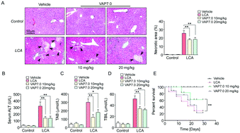 This process can cause the liver to malfunction, leading to illness, liver failure and even death. Velvet Antler Polypeptide Prevents The Disruption Of Hepatic Tight Junctions Via Inhibiting Oxidative Stress In Cholestatic Mice And Liver Cell Lines Food Function Rsc Publishing